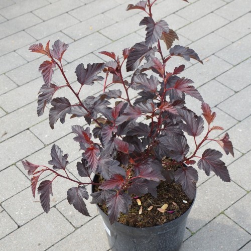 Physocarpus opulifolius 'Red Compact-1' - Lodjapuulehine põisenelas 'Red Compact-1' C1/1L